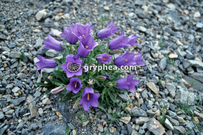 Campanules des Alpes (Campanula alpestris) - fleurs - gryphea.com